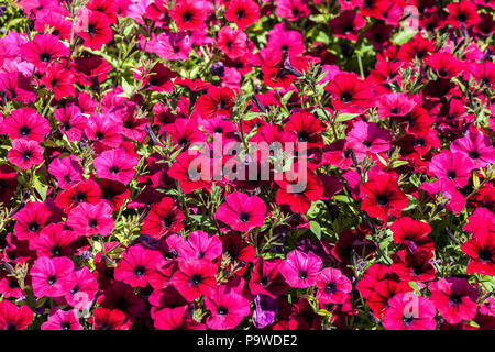 La Petunia ' in velluto rosso ' Foto Stock