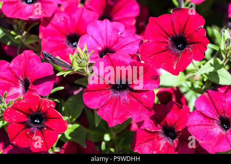 La Petunia ' in velluto rosso ' Foto Stock