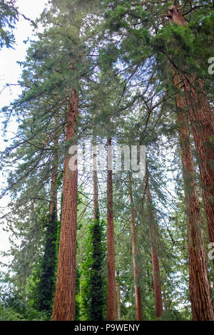 Center Parcs La Foresta di Longleat Warminster - Giant Redwoods Sequoiadendron giganteum che furono piantati nel 1850 dal marchese di Bath Foto Stock