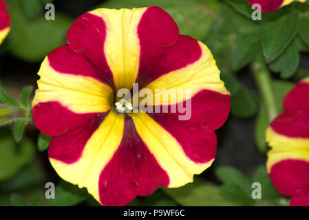 Candy striped fiori di petunia Foto Stock