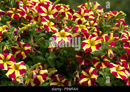 Candy striped fiori di petunia Foto Stock