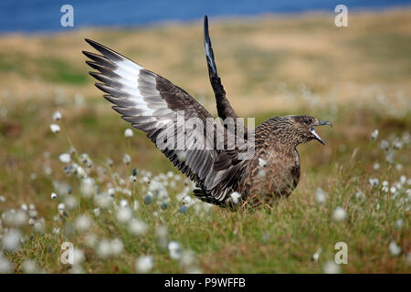 Maggiore Gabbiano (Stercorarius skua), chiedendo in Cottongrass, Runde Island, Norvegia Foto Stock