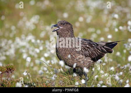 Grande nero-backed gull (Stercorarius skua), uccello adulto tra cottongrass, Runde island, Norvegia Foto Stock