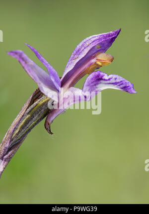 Violet Limodore (Limodorum abortivum), unico fiore, il Cantone di Ginevra, Svizzera Foto Stock