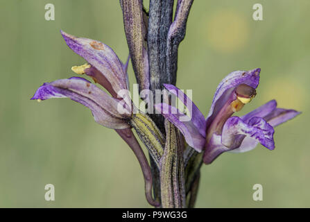 Violet Limodore (Limodorum abortivum), unico fiore, il Cantone di Ginevra, Svizzera Foto Stock