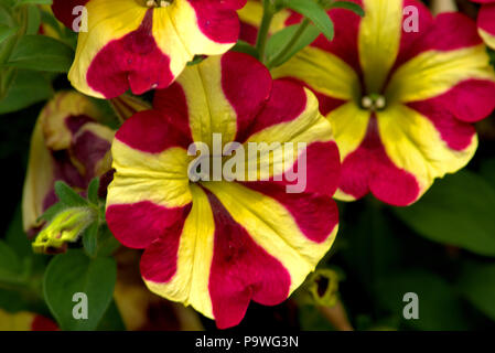 Candy striped fiori di petunia Foto Stock