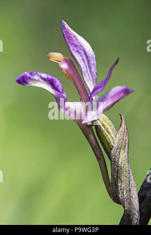 Violet Limodore (Limodorum abortivum), unico fiore, il Cantone di Ginevra, Svizzera Foto Stock