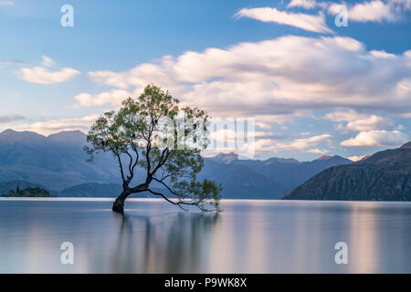 Unico albero si trova in acqua, il lago Wanaka, Il Wanaka Tree, Roys Bay, Otago, Isola del Sud, Nuova Zelanda Foto Stock