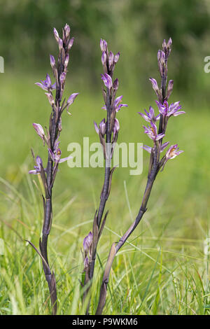 Violet Limodore (Limodorum abortivum), il Cantone di Ginevra, Svizzera Foto Stock