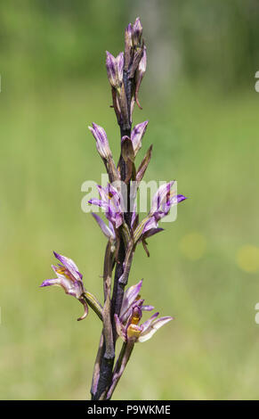 Violet Limodore (Limodorum abortivum), il Cantone di Ginevra, Svizzera Foto Stock