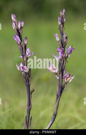 Violet Limodore (Limodorum abortivum), il Cantone di Ginevra, Svizzera Foto Stock