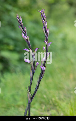 Violet Limodore (Limodorum abortivum), il Cantone di Ginevra, Svizzera Foto Stock