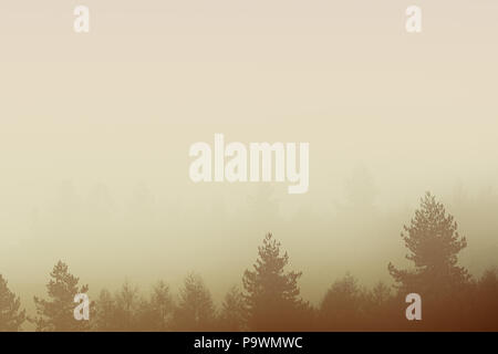 Sfondo di nebbia di alberi in natura con copyspace Foto Stock