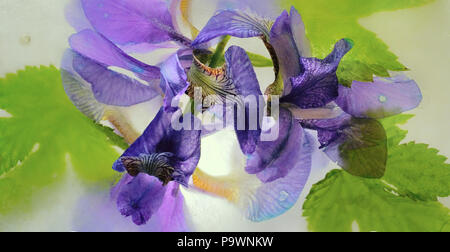 Congelati bella Spathiphyllum floribundum fiore. blossomsin il cubo di ghiaccio Foto Stock