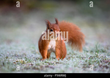 Scoiattolo rosso vicino a Lockerbie. La Scozia. Inverno mattina . Foto Stock