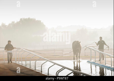 Cavallo da corsa essendo portato in piscina da due sposi indiano all'alba. Foto Stock