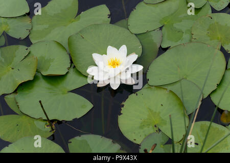 Ninfea Bianca (Nymphaea alba) con fiori e foglie Foto Stock