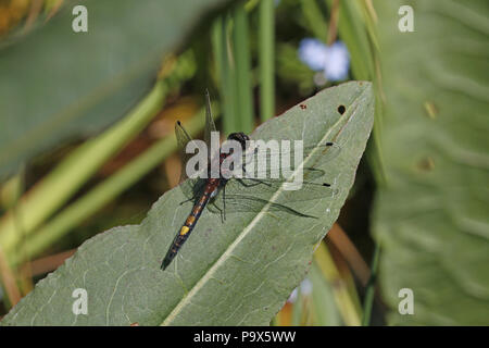 Giallo-spotted Whiteface, Leucorrhinia pettorale, maschio a guardia territorio dal lago Foto Stock