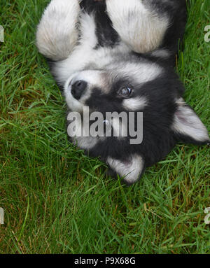 Adorabile cucciolo husky rotolando sul suo retro. Foto Stock