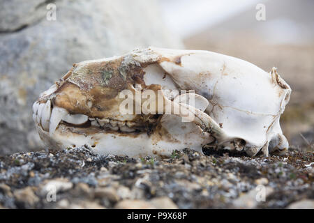 Orso polare cranio Foto Stock