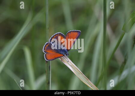 Viola-refilato rame, Lycaena hippothoe, maschio Foto Stock