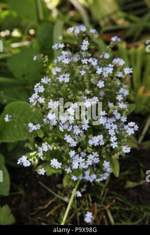 Dimenticare-me-poveri fiori, Myosotis scorpioides. Foto Stock