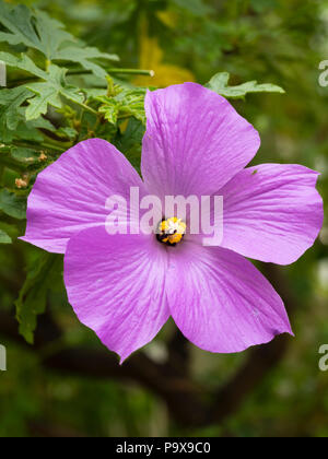 Blu lilla fiori della Australian evergreen blue hibiscus arbusto, Alyogyne huegelii "Santa Cruz", Foto Stock