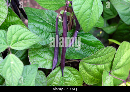 Royal Borgogna bush Fagioli (Phaseolus vulgaris) piante in fiore in crescita in un paese giardino nel giugno estate Wales UK KATHY DEWITT Foto Stock