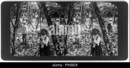 . Inglese: dove il cioccolato viene da--raccolta di baccelli di cacao in Ecuador . tra il 1900 e il 1910 46 3b44952u raccolta di baccelli di cacao in Ecuador Foto Stock