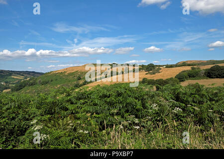 Colline marroni, campi e cielo blu nel luglio 2018 ondata di caldo estiva su terreni agricoli in Carmarthenshire, Galles, Regno Unito, KATHY DEWITT Foto Stock