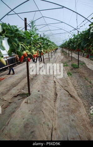 Le fragole di campo usando la tecnica di hydroponics (nutriente minerale soluzioni) Foto Stock