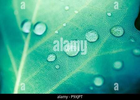 Bella gocce di pioggia trasparente acqua su una foglia verde macro. Gocce di Rugiada di mattina glow in the sun. Bellissima foglia texture in natura Foto Stock