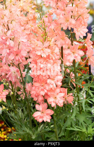 Delphinium " Princess Caroline' su un display a una mostra del fiore. Regno Unito Foto Stock