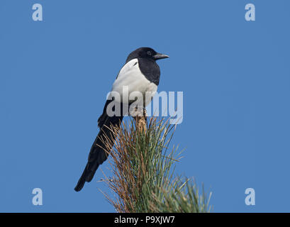 Eurasian gazza, Pica pica, arroccato sulla cima di pino, Lancashire, Regno Unito Foto Stock