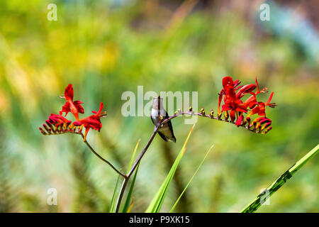 Maschio immaturo Rufous Hummingbird arroccato su di una levetta di fiori Crocosmia in estate Foto Stock