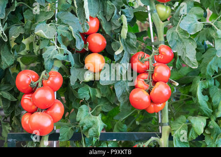 Solanum lycopersicum. Il pomodoro 'Oh Happy day" impianti con maturi e pomodori immaturi. Regno Unito Foto Stock