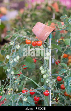 Solanum lycopersicum. Il pomodoro 'Oh Happy day" impianti con maturi e pomodori immaturi. Regno Unito Foto Stock