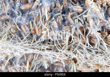 Germogliato di radici e di germogli di grano sono coperti con macchie nere di muffa e funghi, un primo piano della granella rovinate Foto Stock