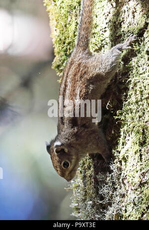Marittima scoiattolo striato (Tamiops maritimus) adulto aggrappandosi al tronco di albero Dasyueshan National Forest, Taiwan Aprile Foto Stock