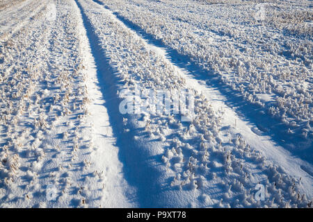 Sharp round snow cappucci sulle stoppie raccolte dal raccolto di cereale, close-up al mattino nel campo, sul suolo due solchi per la circolazione delle informazioni agrico Foto Stock