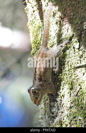 Marittima scoiattolo striato (Tamiops maritimus) adulto aggrappandosi al tronco di albero Dasyueshan National Forest, Taiwan Aprile Foto Stock
