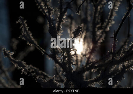 Il sole che splende dietro gli alberi durante l'alba nella stagione invernale, close-up foto durante le gelate. rami di alberi sono ricoperti di brina, Dar Foto Stock