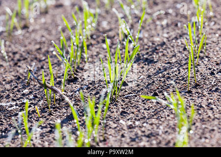 Nuovi germi di frumento invernale durante la prima notte gelate, sugli steli vi sono cristalli di brina, alcuni dei quali fusa, close-up Foto Stock