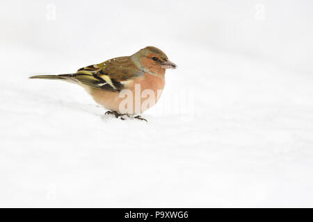 Il comune (fringuello Fringilla coelebs) siede sulla neve (isolato su sfondo bianco). Foto Stock