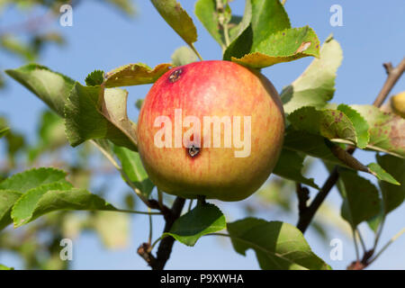 Appeso a un albero succosa mela matura sulla superficie che ha un numero di danni da worm, closeup foto in estate nel frutteto Foto Stock