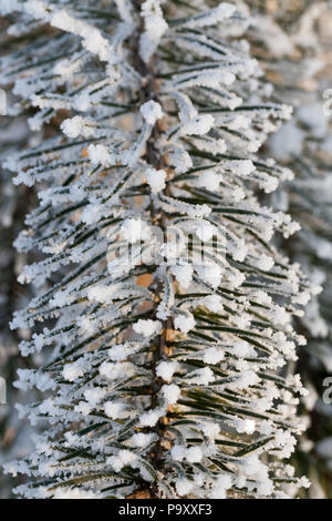 Ramo di pino con aghi sottili lunghi, coperto con luce e cancellare i cristalli di brina e ghiaccio in inverno la foresta, close-up, una profondità di campo ridotta Foto Stock