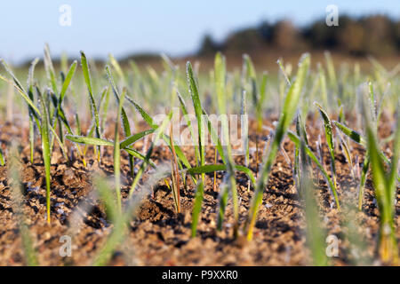 La fusione dei cristalli di ghiaccio e gelo sui giovani germogli verdi di frumento nella stagione invernale, territorio agricolo nella soleggiata tempo chiaro, mattina Foto Stock