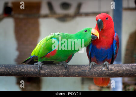 Paio di verde rosso parrocchetto alessandrino parrocchetto pappagalli appollaia al ramo di legno nella giungla. Foto Stock