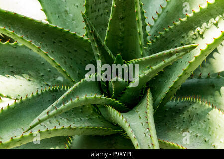Aloe Vera Close-Up Foto Stock