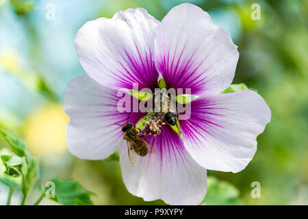 Due api su viola e bianco millefiori Foto Stock